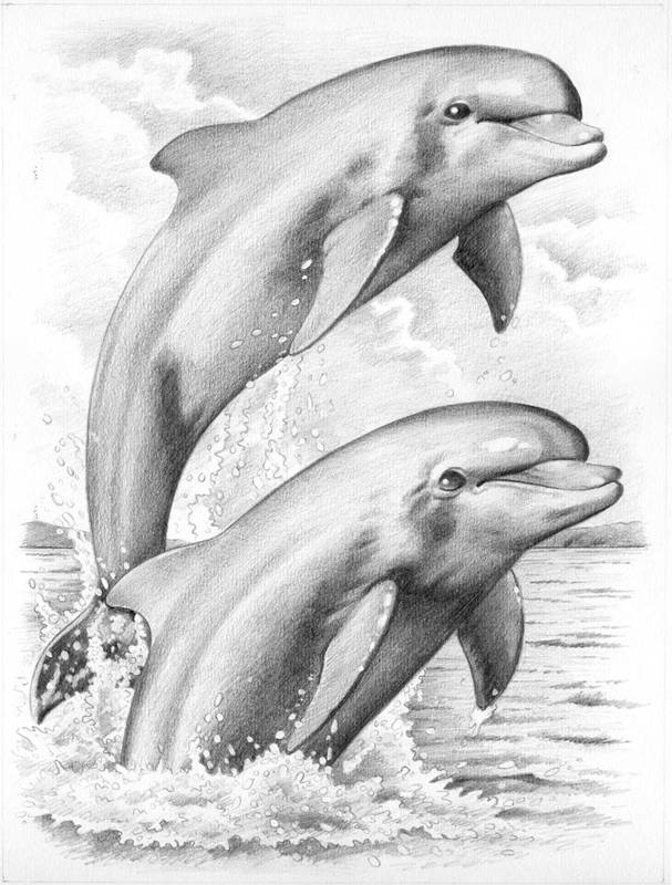 Sketch Numbers PPSKM10 Dolphins Reeves