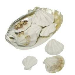 Schelp bruine schelpen 8508400 | Rayher Schelp bruine schelpen 8508400 | Rayher