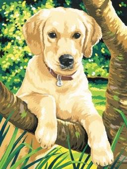 Schilder nummer pppnj76 labrador | Reeves Schilder nummer pppnj76 labrador | Reeves