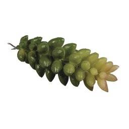 Vetplant crassula 55-750 | Rayher