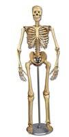 Skeletpop Magere Hein 180 cm.